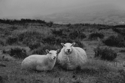 zwei Schafe in den schottischen Highlands